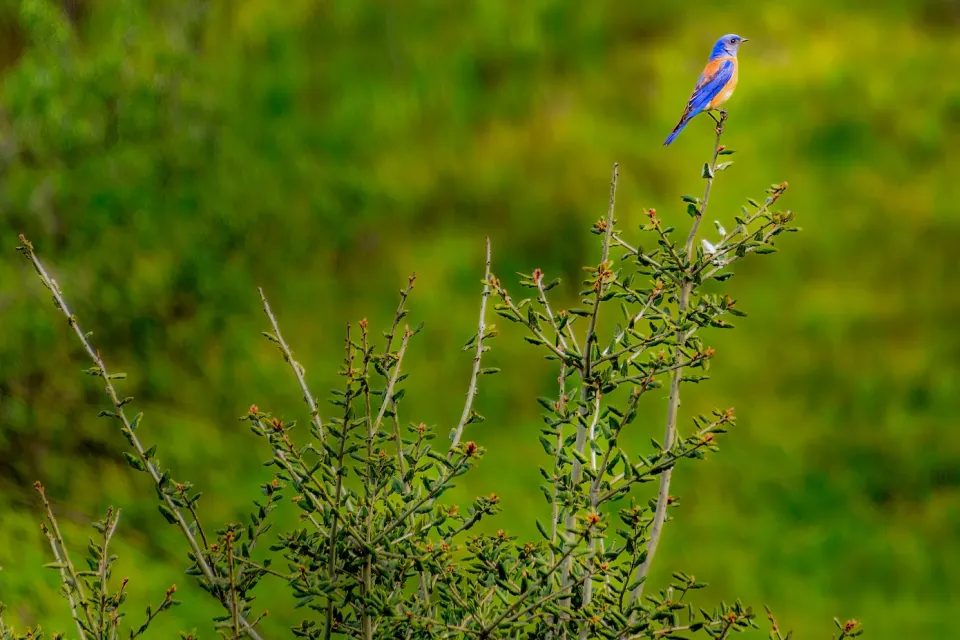 Bluebird sitting on branch of green bush.